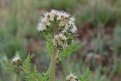 Phacelia alba