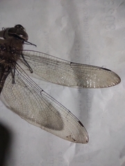 Rhionaeschna psilus