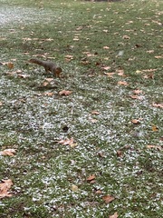 Sciurus niger