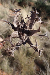 Harpagophytum procumbens