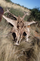Harpagophytum procumbens