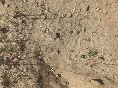 Lessingia germanorum