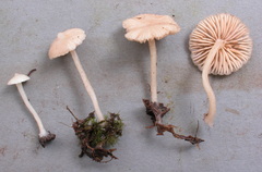 Lactarius mycenoides