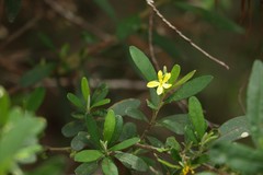 Hibbertia hexandra