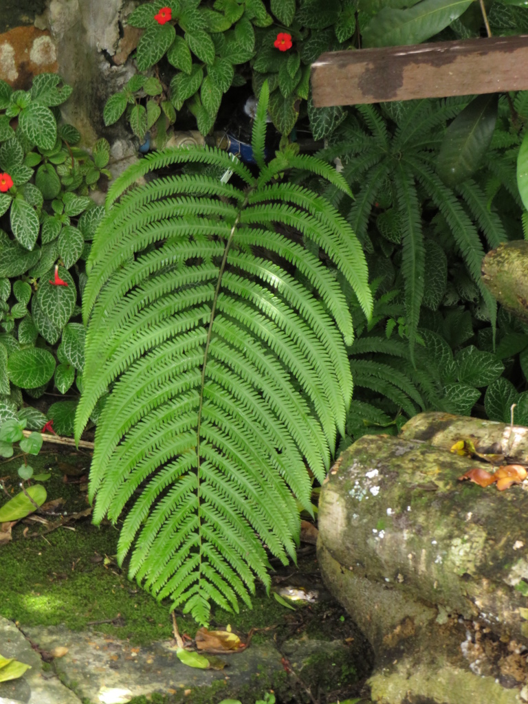 Amblovenatum opulentum (Amblovenatum opulentum)