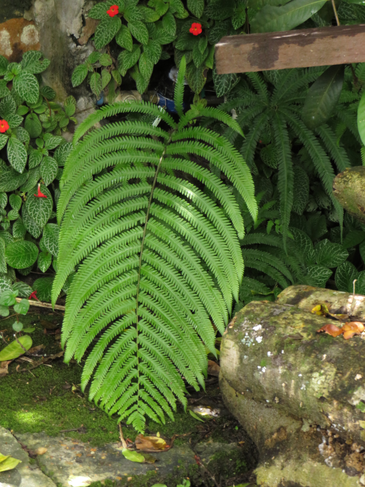 Amblovenatum opulentum