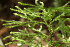 Lycopodium deuterodensum
