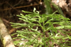 Lycopodium deuterodensum