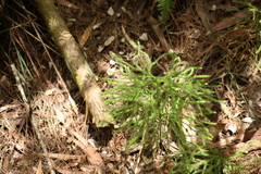 Lycopodium deuterodensum