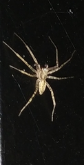 Sanogasta