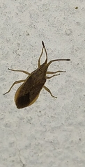 Althos pallescens
