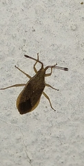 Althos pallescens
