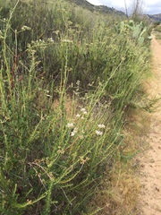 Eriogonum fasciculatum foliolosum