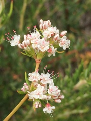 Eriogonum fasciculatum foliolosum