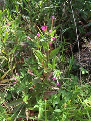 Epilobium ciliatum watsonii