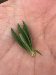 Eriogonum fasciculatum foliolosum