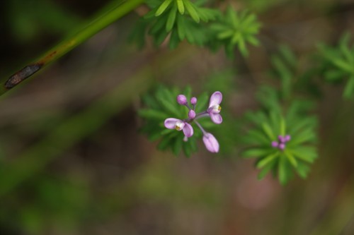 Image of Comesperma esulifolium by (c) Greg Tasney, some rights reserved (CC BY-SA)