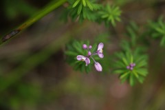 Comesperma esulifolium
