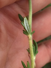 Eriogonum fasciculatum foliolosum