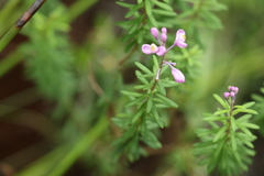 Comesperma esulifolium