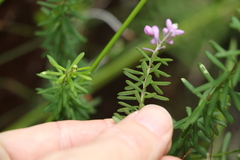 Comesperma esulifolium