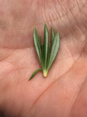 Eriogonum fasciculatum foliolosum
