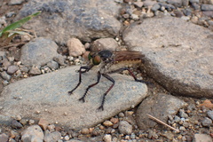 Promachus graeffei