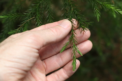 Callitris macleayana