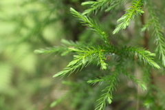 Callitris macleayana