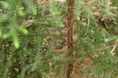 Callitris macleayana