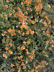 Podolobium procumbens