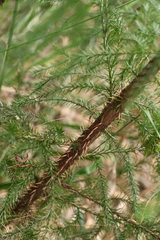 Callitris macleayana