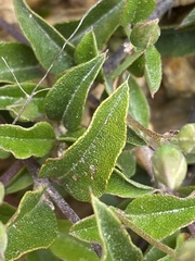 Podolobium procumbens
