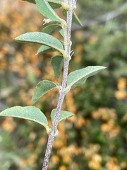 Podolobium procumbens