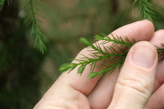 Callitris macleayana