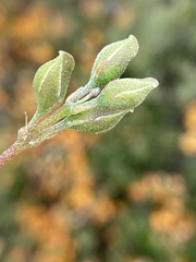 Podolobium procumbens