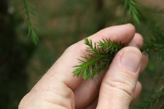 Callitris macleayana