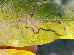 Stigmella nigriverticella