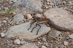 Promachus graeffei