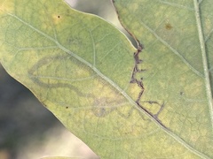 Stigmella nigriverticella