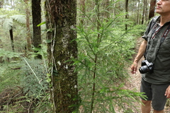 Callitris macleayana