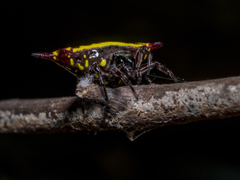 Gasteracantha taeniata