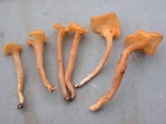 Trechispora thelephora