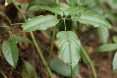Rubus nebulosus