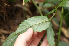 Rubus nebulosus