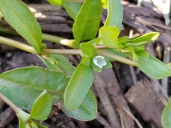 Valerianella locusta