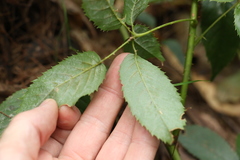 Rubus nebulosus