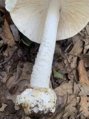 Amanita