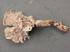 Trechisporales