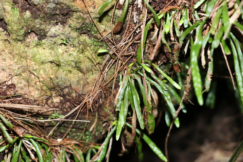 Image of Grammitis stenophylla by (c) Greg Tasney, some rights reserved (CC BY-SA)